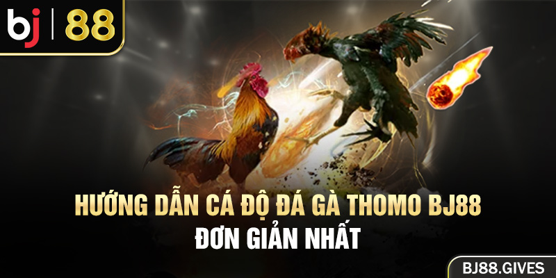 Hướng dẫn cá độ đá gà thomo BJ88 đơn giản nhất