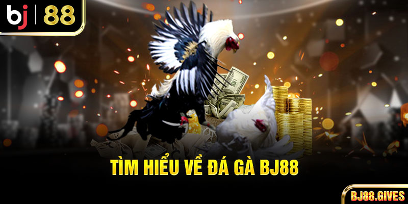 Tìm hiểu về đá gà BJ88